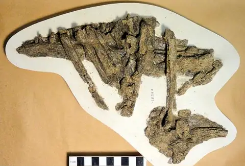 Dokumentasi USNM V18348 dengan identifikasi pada sumber Cimolichthys nepaholica. Isi dan label gambar dipertahankan.