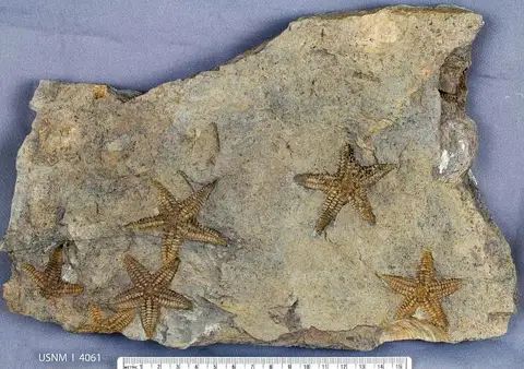 Dokumentasi USNM S4061 dengan identifikasi pada sumber Devonaster eucharis. Isi dan label gambar dipertahankan.