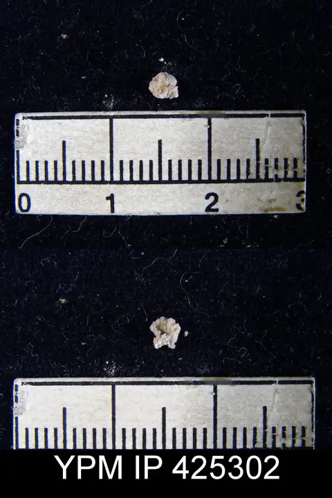 Dokumentasi YPM IP 425302 dengan identifikasi pada sumber Crenispirifer myllus. Isi dan label gambar dipertahankan.