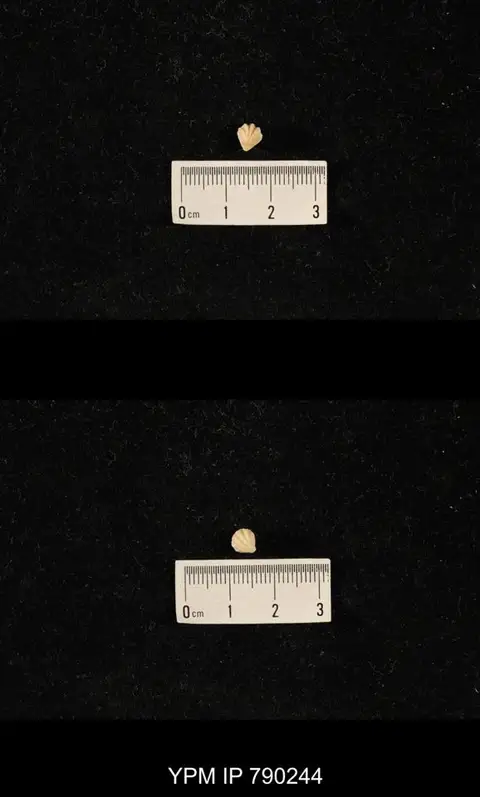 Dokumentasi YPM IP 790244 dengan identifikasi pada sumber Hustedia huecoensis. Isi dan label gambar dipertahankan.