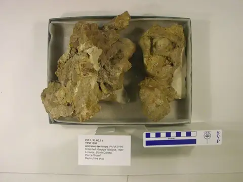 Dokumentasi YPM VP 001783 dengan identifikasi pada sumber Archelon ischyros. Isi dan label gambar dipertahankan.