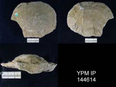 Dokumentasi YPM IP 144614 dengan identifikasi pada sumber Derbyia grandis. Isi dan label gambar dipertahankan.