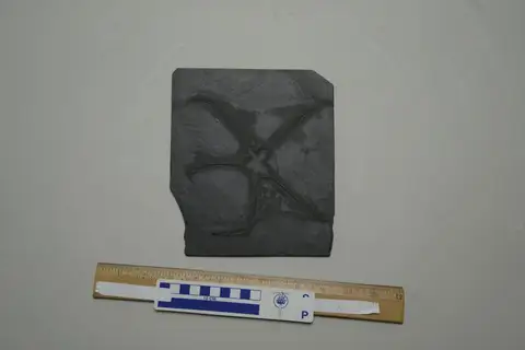 Dokumentasi YPM IP 203826 dengan identifikasi pada sumber Cheiropteraster giganteus. Isi dan label gambar dipertahankan.