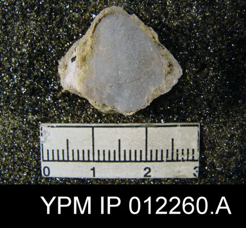 Dokumentasi YPM IP 012260.A dengan identifikasi pada sumber Composita emarginata. Isi dan label gambar dipertahankan.