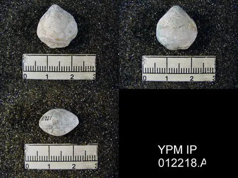 Dokumentasi YPM IP 012218.A dengan identifikasi pada sumber Composita mexicana. Isi dan label gambar dipertahankan.