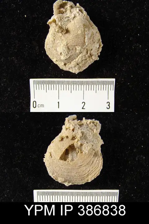 Dokumentasi YPM IP 386838 dengan identifikasi pada sumber Composita stalagmium. Isi dan label gambar dipertahankan.