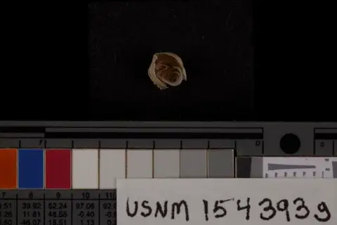 Dokumentasi USNM PAL154393G dengan identifikasi pada sumber Nucleospira cunctata. Isi dan label gambar dipertahankan.