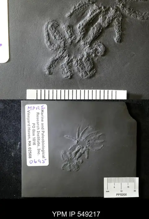 Dokumentasi YPM IP 549217 dengan identifikasi pada sumber Medusaster rhenanus. Isi dan label gambar dipertahankan.