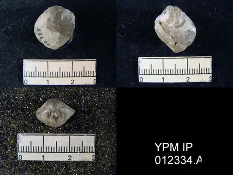 Dokumentasi YPM IP 012334.A dengan identifikasi pada sumber Martinia rhomboidalis. Isi dan label gambar dipertahankan.