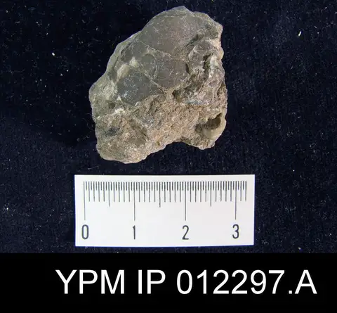 Dokumentasi YPM IP 012297.A dengan identifikasi pada sumber Martinia wolfcampensis. Isi dan label gambar dipertahankan.