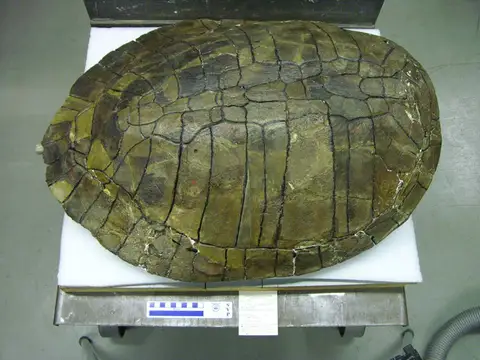 Dokumentasi YPM VP 000783 dengan identifikasi pada sumber Osteopygis emarginatus. Isi dan label gambar dipertahankan.