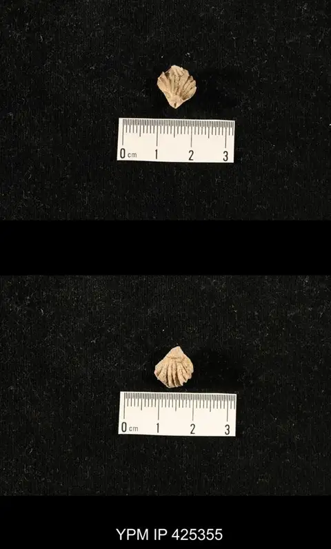 Dokumentasi YPM IP 425355 dengan identifikasi pada sumber Anteridocus seminudus. Isi dan label gambar dipertahankan.