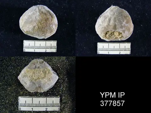 Dokumentasi YPM IP 377857 dengan identifikasi pada sumber Meekella mexicana. Isi dan label gambar dipertahankan.