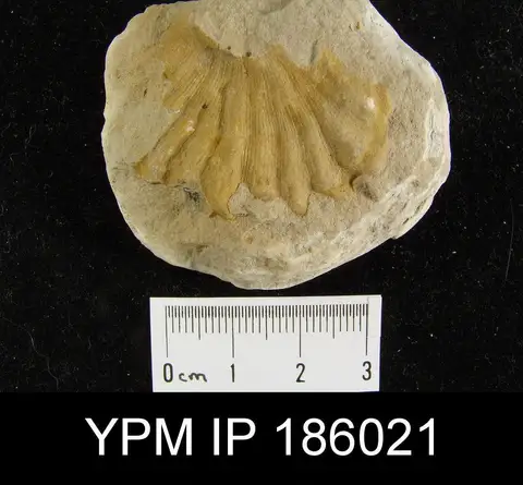 Dokumentasi YPM IP 186021 dengan identifikasi pada sumber Meekella striatocostata. Isi dan label gambar dipertahankan.