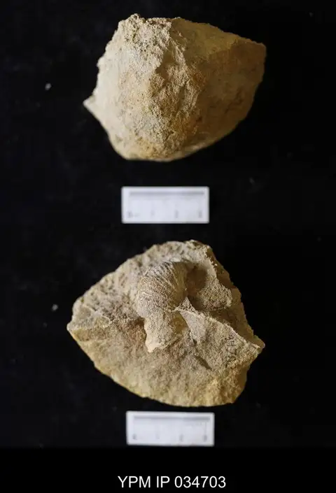 Dokumentasi YPM IP 034703 dengan identifikasi pada sumber Scaphites hippocrepis. Isi dan label gambar dipertahankan.