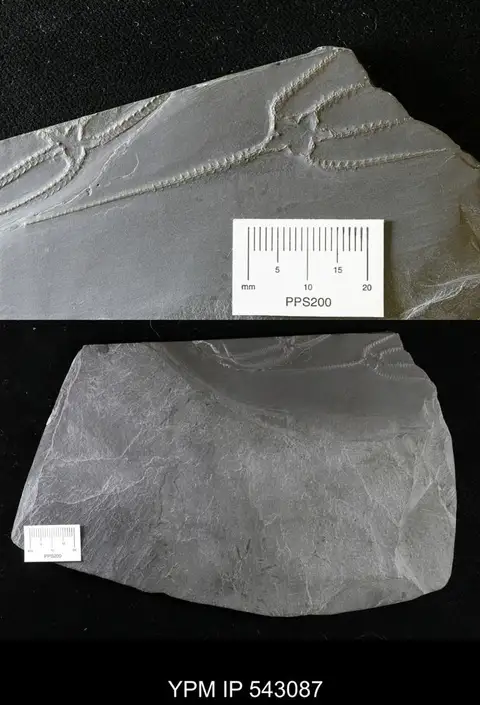 Dokumentasi YPM IP 543087 dengan identifikasi pada sumber Furcaster palaeozoicus. Isi dan label gambar dipertahankan.