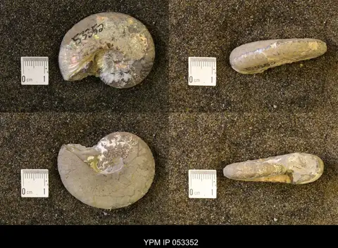 Dokumentasi YPM IP 053352 dengan identifikasi pada sumber Discoscaphites conradi. Isi dan label gambar dipertahankan.