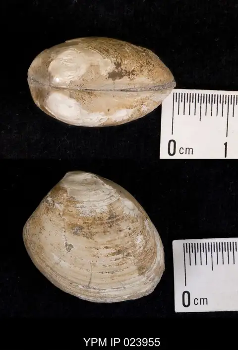 Dokumentasi YPM IP 023955 dengan identifikasi pada sumber Nucula planomarginata. Isi dan label gambar dipertahankan.