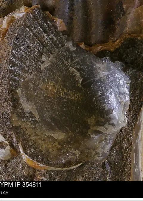 Dokumentasi YPM IP 354811 dengan identifikasi pada sumber Oxytoma (Hypoxytoma) nebrascana. Isi dan label gambar dipertahankan.