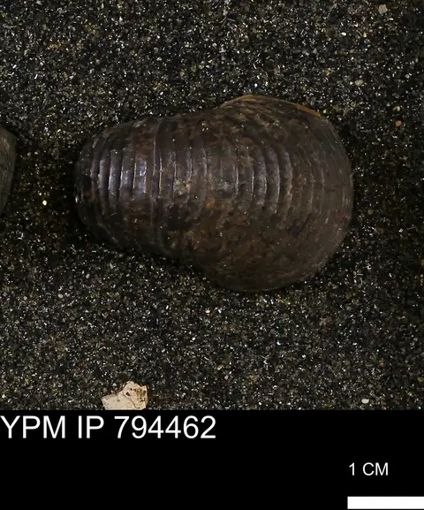 Dokumentasi YPM IP 794462 dengan identifikasi pada sumber Hoploscaphites nodosus. Isi dan label gambar dipertahankan.
