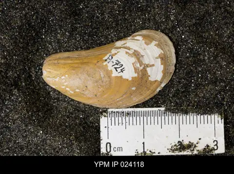 Dokumentasi YPM IP 024118 dengan identifikasi pada sumber Modiolus galpinianus. Isi dan label gambar dipertahankan.