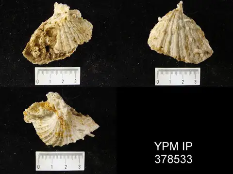 Dokumentasi YPM IP 378533 dengan identifikasi pada sumber Clavicosta echinata. Isi dan label gambar dipertahankan.