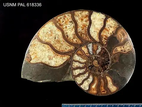 Dokumentasi USNM PAL618336 dengan identifikasi pada sumber Phylloceras heterophyllum. Isi dan label gambar dipertahankan.