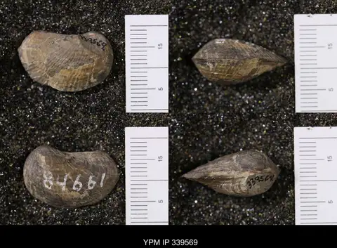 Dokumentasi YPM IP 339569 dengan identifikasi pada sumber Pholadomya subventricosa. Isi dan label gambar dipertahankan.