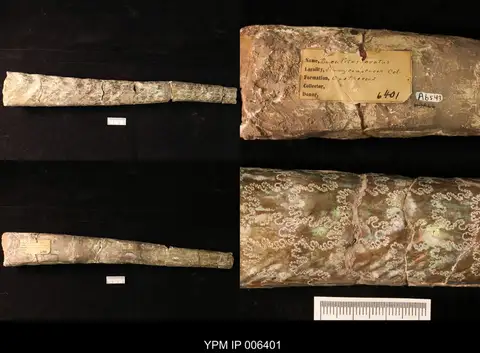 Dokumentasi YPM IP 006401 dengan identifikasi pada sumber Baculites anceps. Isi dan label gambar dipertahankan.