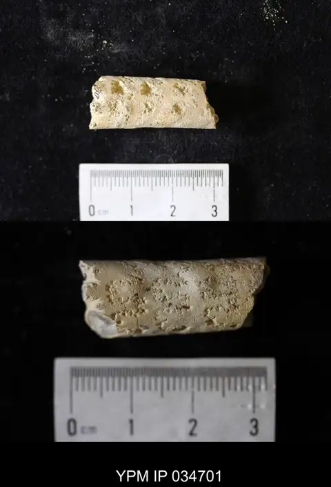 Dokumentasi YPM IP 034701 dengan identifikasi pada sumber Baculites aquilaensis. Isi dan label gambar dipertahankan.