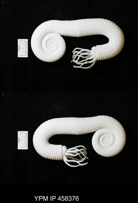 Dokumentasi YPM IP 458376 dengan identifikasi pada sumber Macroscaphites yvani. Isi dan label gambar dipertahankan.