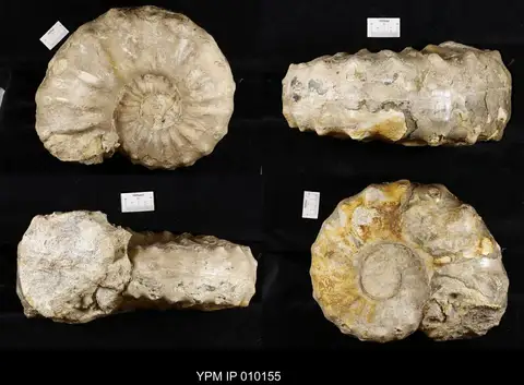 Dokumentasi YPM IP 010155 dengan identifikasi pada sumber Acanthoceras rhotomagense. Isi dan label gambar dipertahankan.