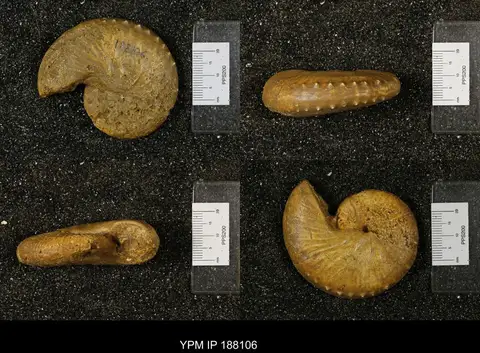 Dokumentasi YPM IP 188106 dengan identifikasi pada sumber Hoploscaphites constrictus. Isi dan label gambar dipertahankan.