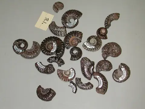 Dokumentasi P 122012 dengan identifikasi pada sumber Hysteroceras antipodeum. Isi dan label gambar dipertahankan.