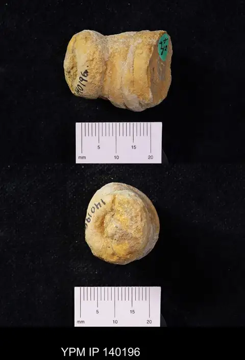 Dokumentasi YPM IP 140196 dengan identifikasi pada sumber Amblysiphonella vesiculosa. Isi dan label gambar dipertahankan.