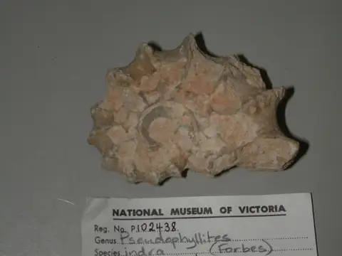 Dokumentasi P 102438 dengan identifikasi pada sumber Pseudophyllites indra. Isi dan label gambar dipertahankan.