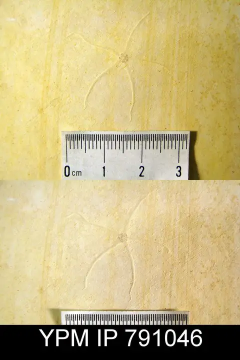 Dokumentasi YPM IP 791046 dengan identifikasi pada sumber Geocoma carinata. Isi dan label gambar dipertahankan.