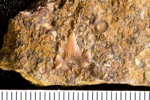 Dokumentasi USNM V2208 dengan identifikasi pada sumber Scyllium rugosum. Isi dan label gambar dipertahankan.