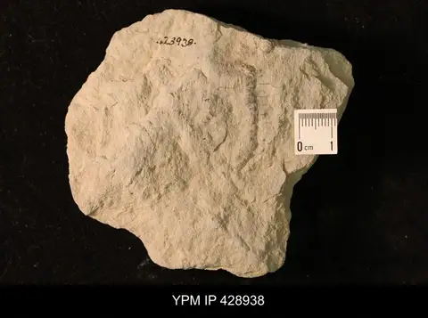 Dokumentasi YPM IP 428938 dengan identifikasi pada sumber Lumectaster howelli. Isi dan label gambar dipertahankan.