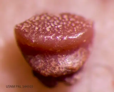 Dokumentasi USNM PAL366973 dengan identifikasi pada sumber Trygon alveolatus. Isi dan label gambar dipertahankan.