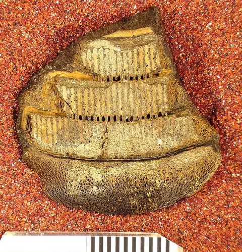 Dokumentasi USNM V9353 dengan identifikasi pada sumber Myliobatis copeanus. Isi dan label gambar dipertahankan.