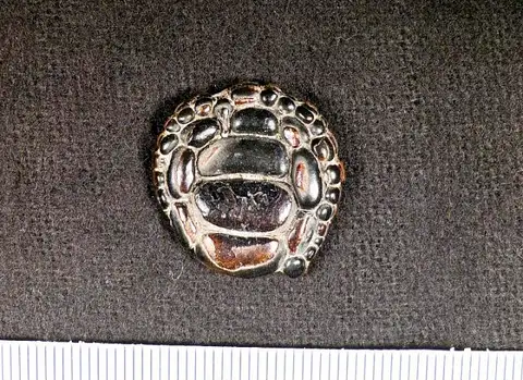 Dokumentasi USNM PAL449295 dengan identifikasi pada sumber Phyllodus toliapicus. Isi dan label gambar dipertahankan.
