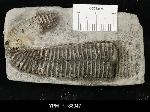 Dokumentasi YPM IP 188047 dengan identifikasi pada sumber Hamites maximus. Isi dan label gambar dipertahankan.
