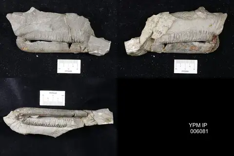 Dokumentasi YPM IP 006081 dengan identifikasi pada sumber Anahamulina subcylindrica. Isi dan label gambar dipertahankan.