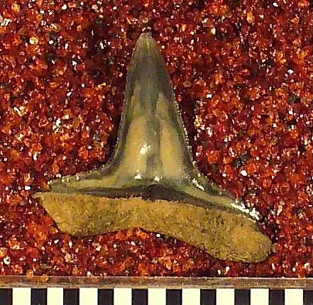 Dokumentasi USNM V24988 dengan identifikasi pada sumber Sphyrna americana. Isi dan label gambar dipertahankan.