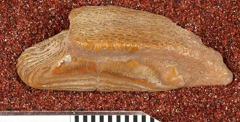 Dokumentasi USNM V22827 dengan identifikasi pada sumber Diodon circumflexus. Isi dan label gambar dipertahankan.