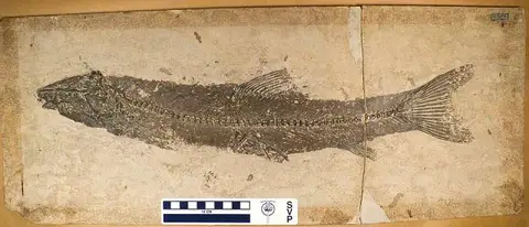Dokumentasi USNM V11737 dengan identifikasi pada sumber Notogoneus osculus. Isi dan label gambar dipertahankan.