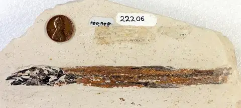 Dokumentasi USNM V22206 dengan identifikasi pada sumber Charitosomus major. Isi dan label gambar dipertahankan.