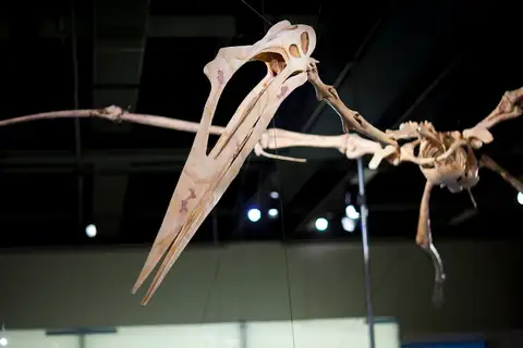 Dokumentasi P 229346 dengan identifikasi pada sumber Quetzalcoatlus northropi. Isi dan label gambar dipertahankan.