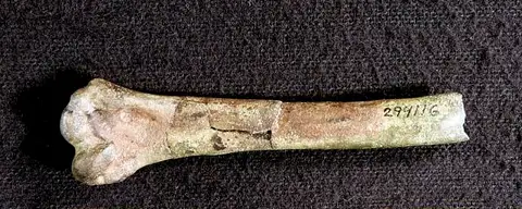 Dokumentasi USNM PAL294116 dengan identifikasi pada sumber Presbyornis isoni. Isi dan label gambar dipertahankan.